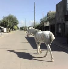 CABALLO