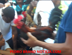 PELEA DE GALLOS