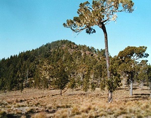 PICO DUARTE