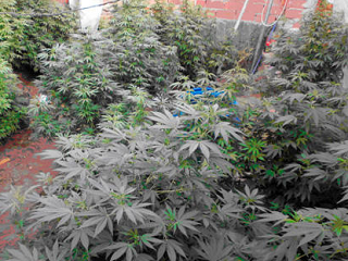marihuana