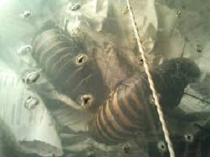 cucarachas de madagascar