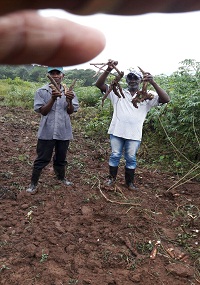 campesinos